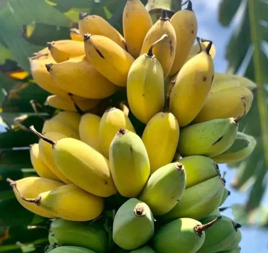Banana Seeds – For Home Gardening & Planting