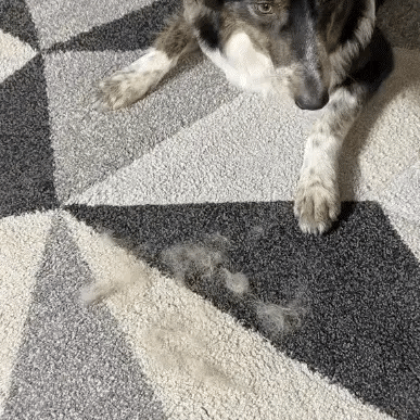 The Pet Fur Removal Magic Brush
